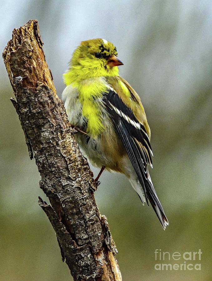 American Goldfinch Molting For Sure Photograph