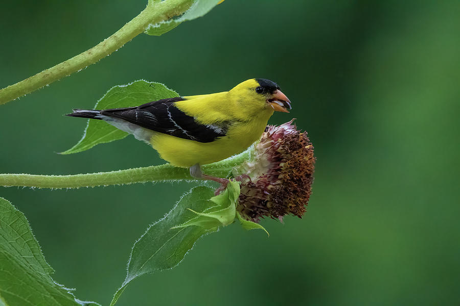 American Goldfinch - Mouthful of Seeds Photograph by Chad Meyer