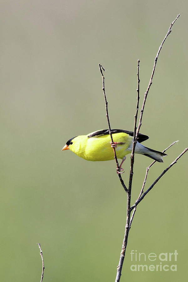 American Goldfinch Photograph by Natural Focal Point Photography