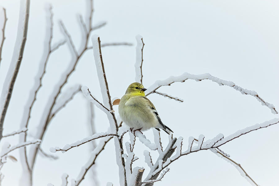 American Goldfinch On A Snowy Day Photograph