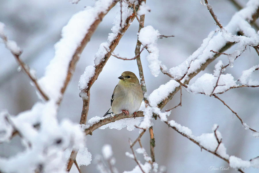 American Goldfinch on a Snowy Winter Day Photograph by Trina Ansel