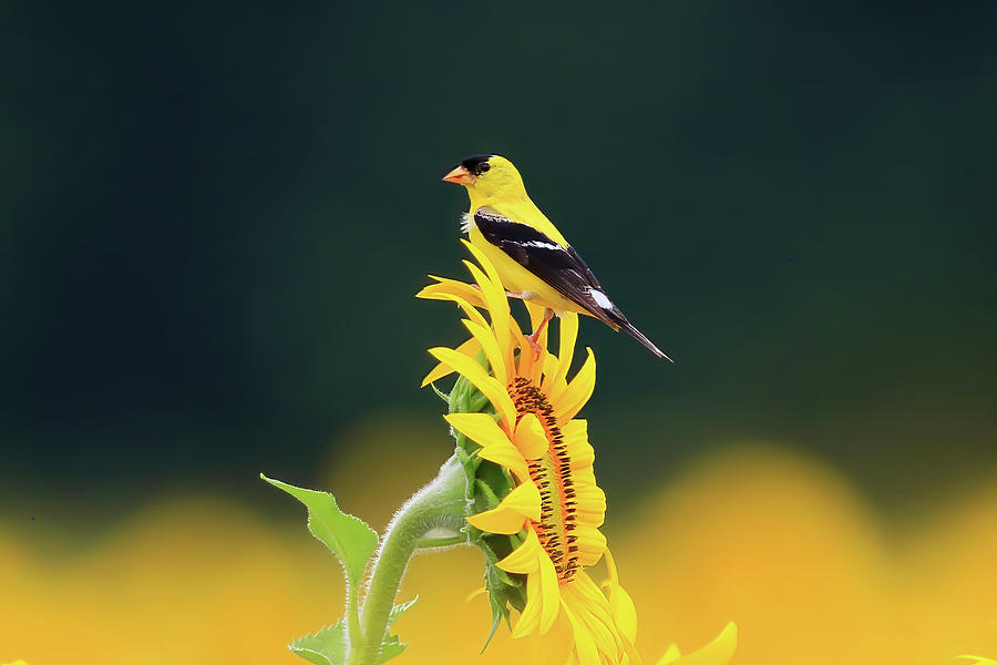 American Goldfinch on a Sunflower Photograph by Shixing Wen