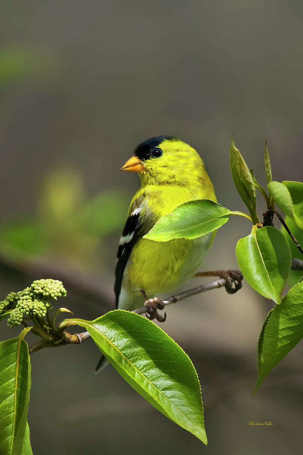 Bird Photograph - American Goldfinch On Branch by Christina Rollo