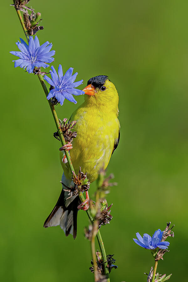 Finch Photograph - American Goldfinch On Chicory by Morris Finkelstein