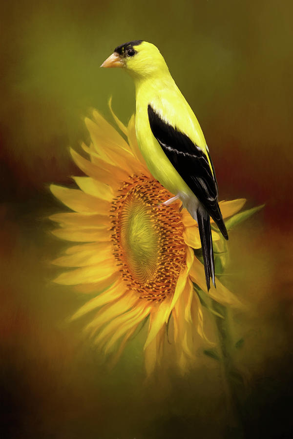 American Goldfinch on Sunflower Photograph by Cindy Lark Hartman - Fine