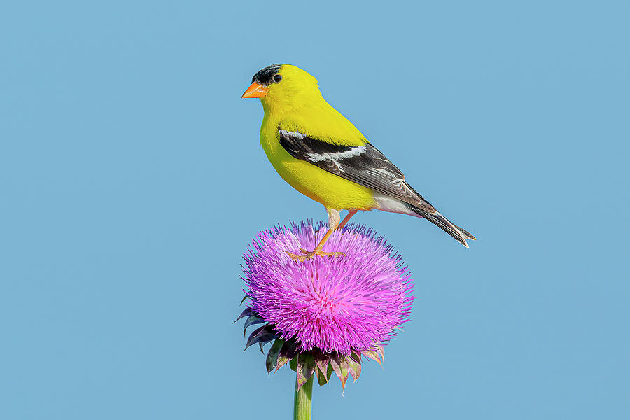 American Goldfinch On Thistle Photograph by Morris Finkelstein