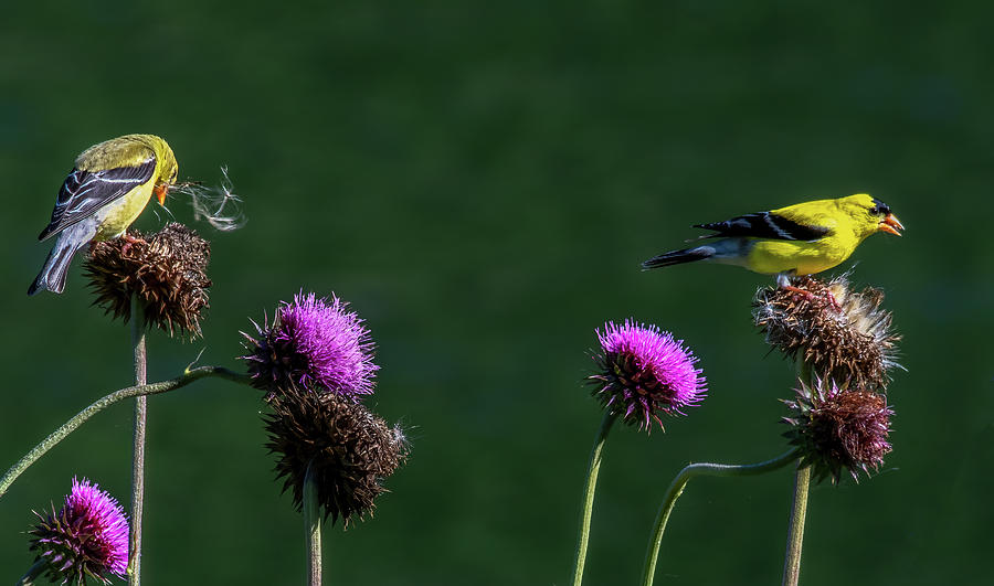  American Goldfinch Pair Photograph by Marcy Wielfaert