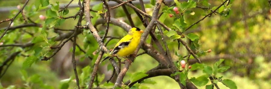 American Goldfinch Panorama Photograph by Mike Breau