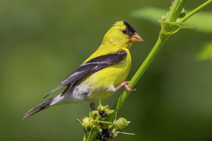 American Goldfinch Photograph by Ray Congrove