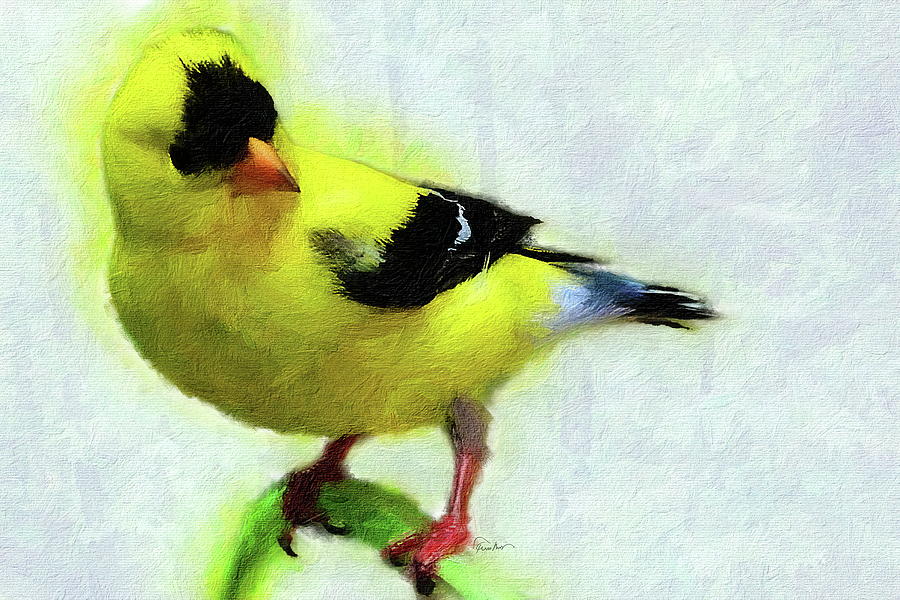 American Goldfinch Digital Art by Russ Harris