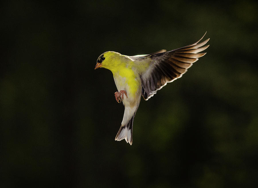 American Goldfinch, Spinus tristis Photograph by Eric Abernethy