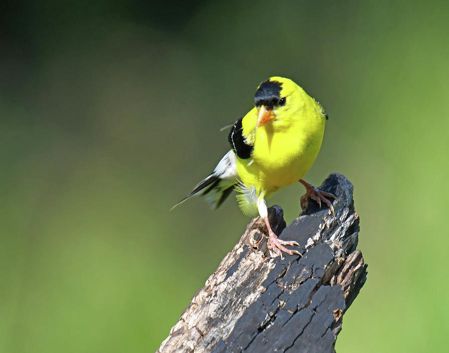 Finch Photograph - American Goldfinch by Stuart Harrison