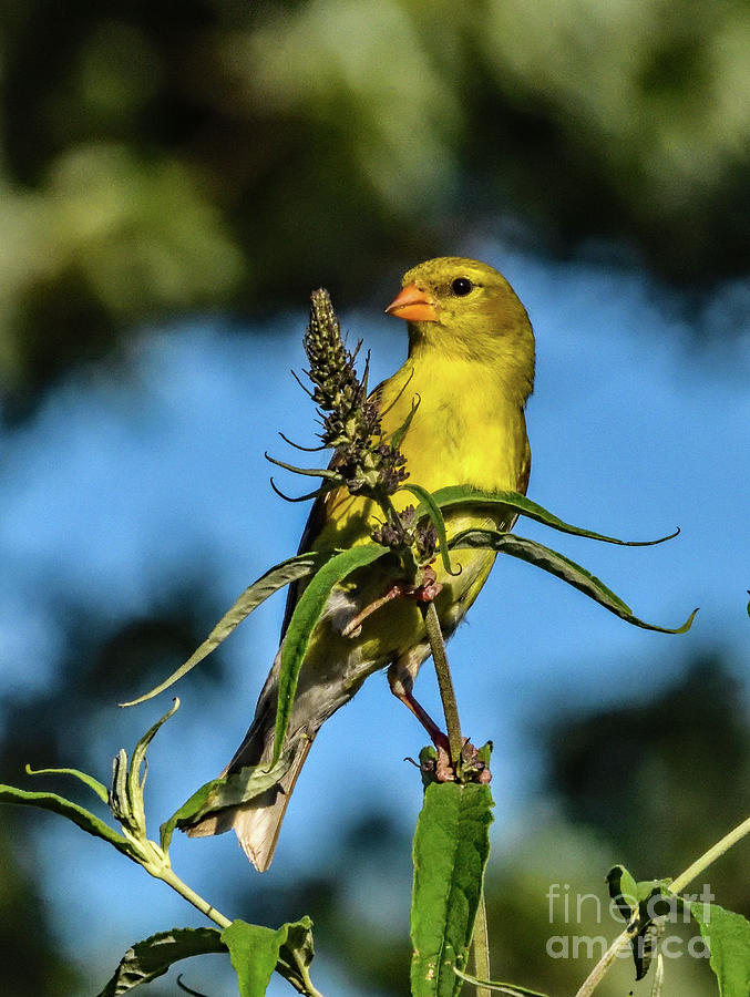 American Goldfinch Taking A Pit Stop Photograph