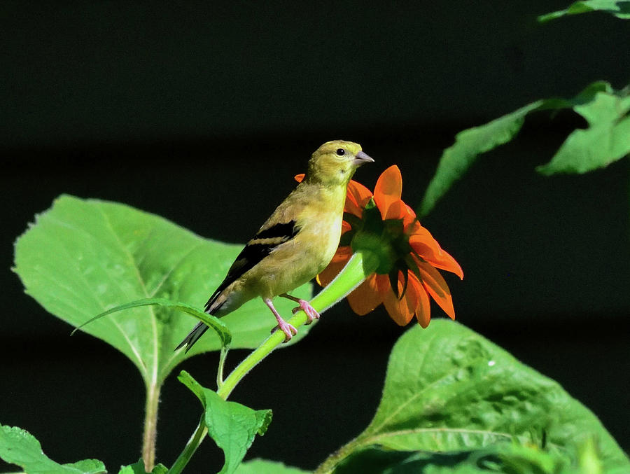 American Goldfinch Photograph