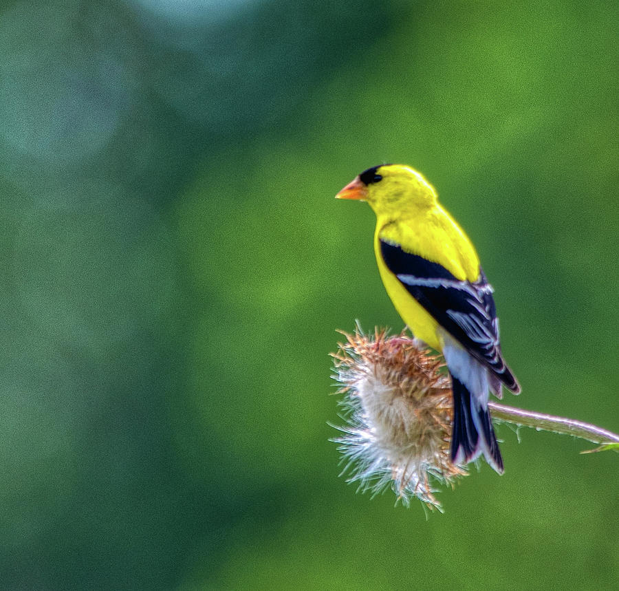 American Goldfinch Photograph by Thomas Pettengill