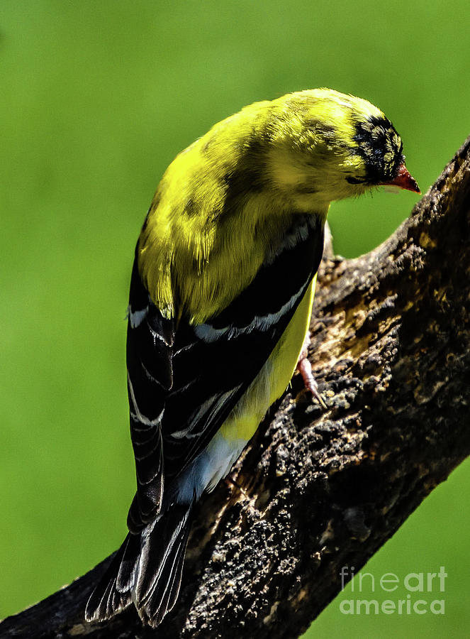 American Goldfinch Viewed From The Top Photograph