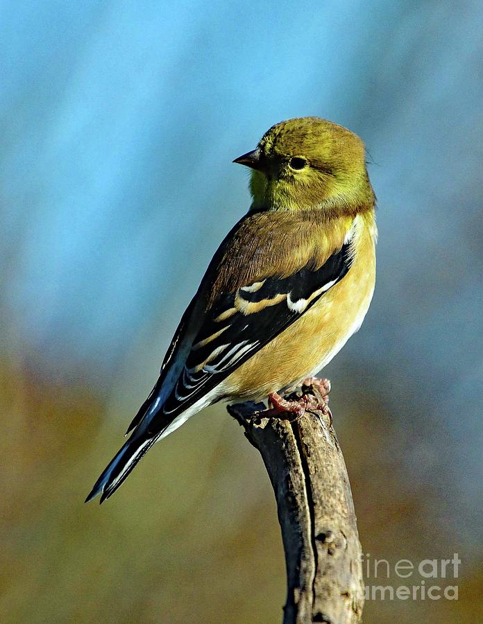 American Goldfinch Wearing His Winter Feathers Photograph