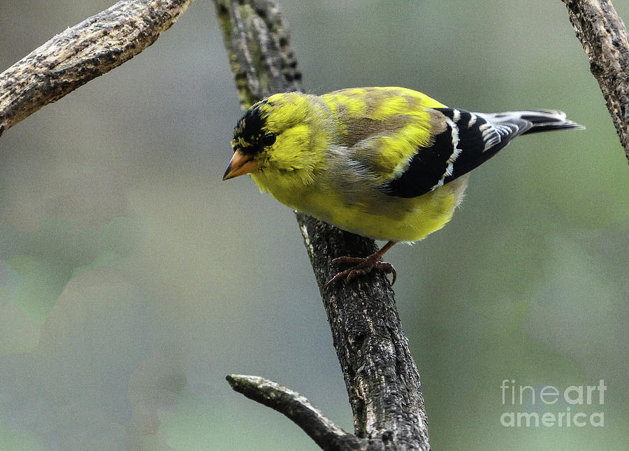 American Goldfinch Will Become A Real Beauty Photograph