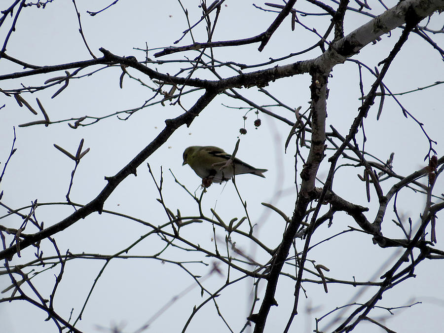 American Goldfinch Winter Photograph by Jessica Foster - Fine Art America