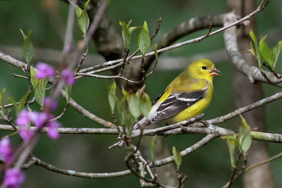 American Goldfinch with Redbud Blooms Photograph by Cascade Colors