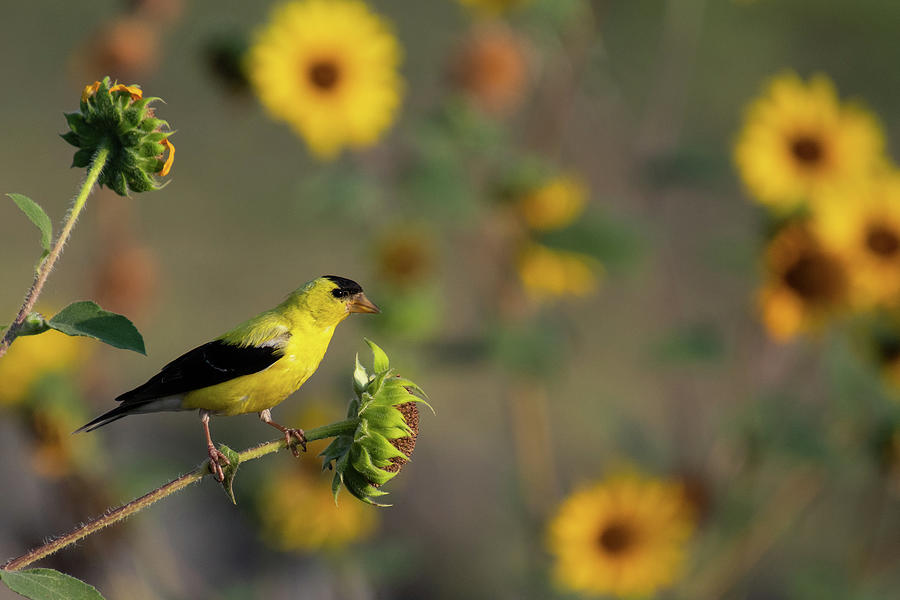 American Goldfinch with Sunflowers Photograph by Cascade Colors - Fine ...