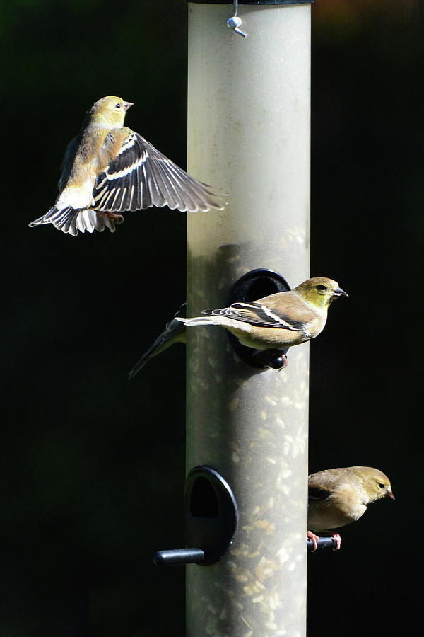 American Goldfinches Feeding Photograph by Jerry Griffin