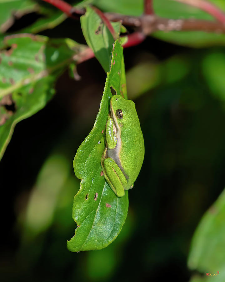 American Green Tree Frog DAR052 Photograph by Gerry Gantt