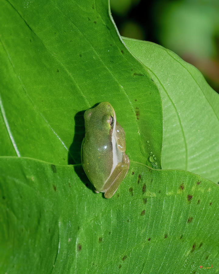 American Green Tree Frog DAR054 Photograph by Gerry Gantt