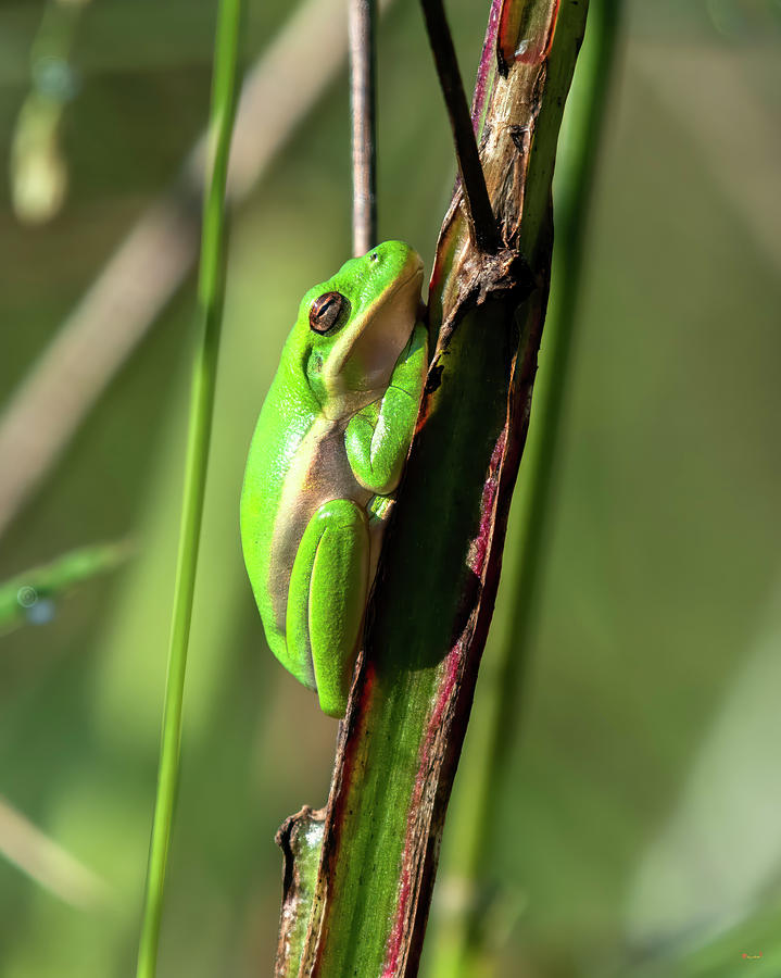 American Green Tree Frog DAR064 Photograph by Gerry Gantt