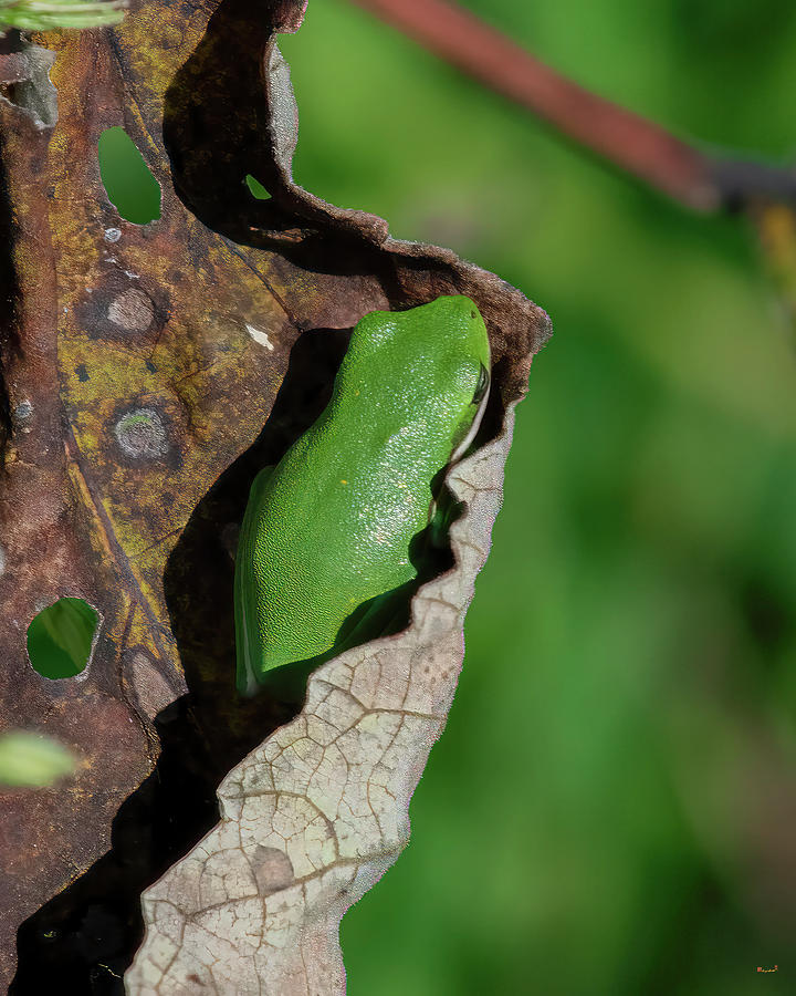 American Green Tree Frog DAR071 Photograph by Gerry Gantt