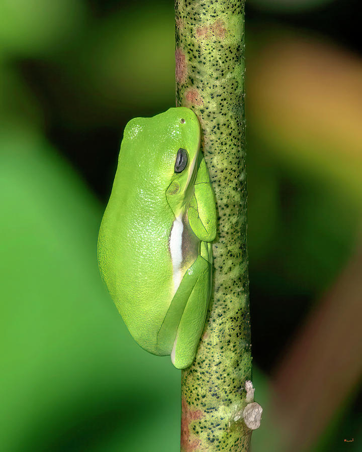 American Green Tree Frog DAR073 Photograph by Gerry Gantt