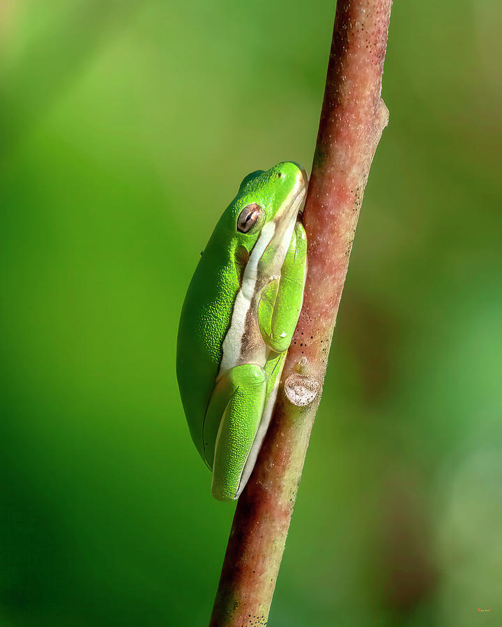 American Green Tree Frog DAR074 Photograph by Gerry Gantt