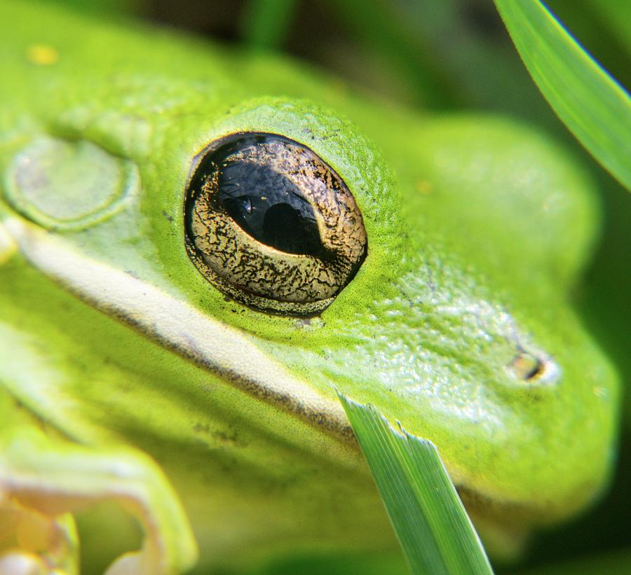 American Green Tree Frog Eyeball Photograph by Douglas Barnett