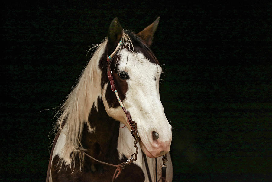 American Horse Photograph by Dana Foreman