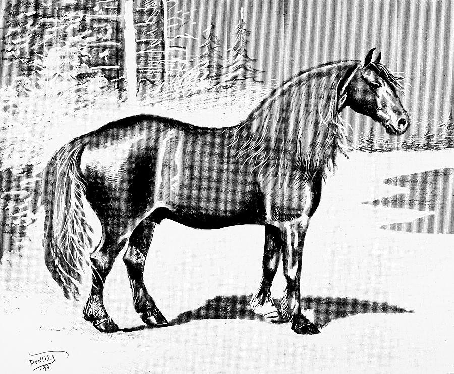 American horses and horse breeding Drawing by Running Brook Galleries