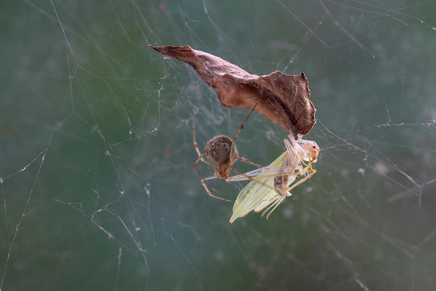 American House Spider Feast Photograph by Brooke Bowdren