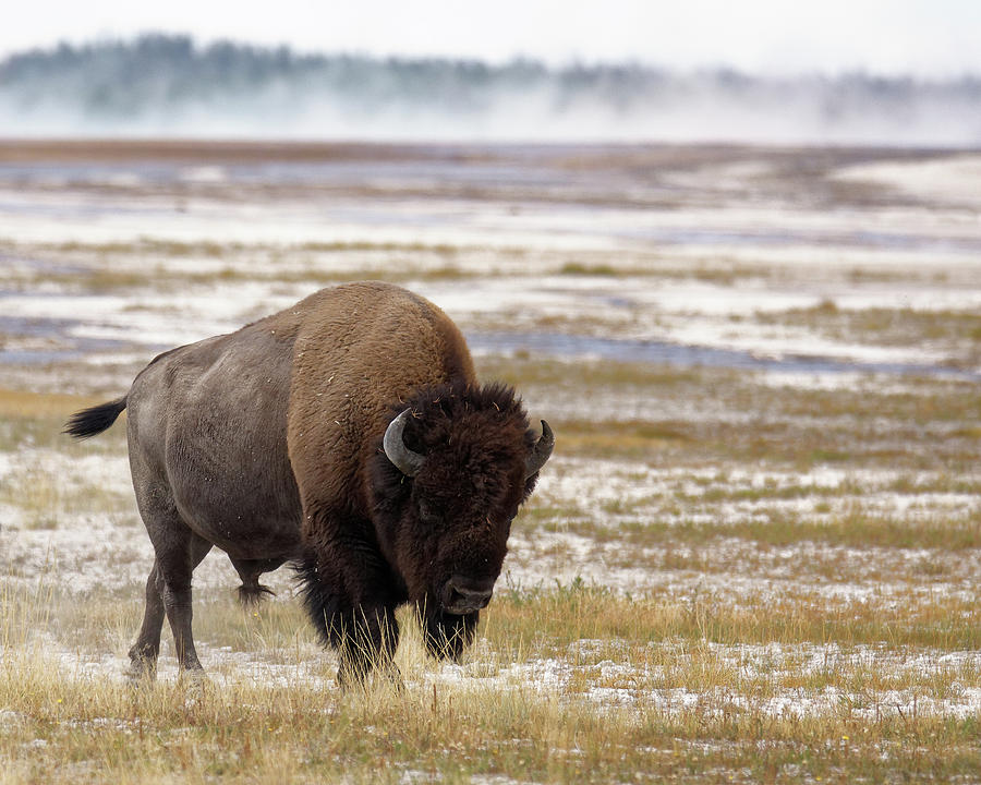 American Icon -- American Bison in Yellowstone National Park, Wyoming Photograph by Darin Volpe