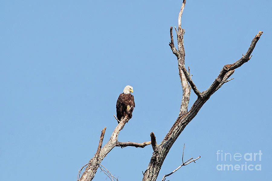 Eagle Photograph - American Icon by Scott Pellegrin