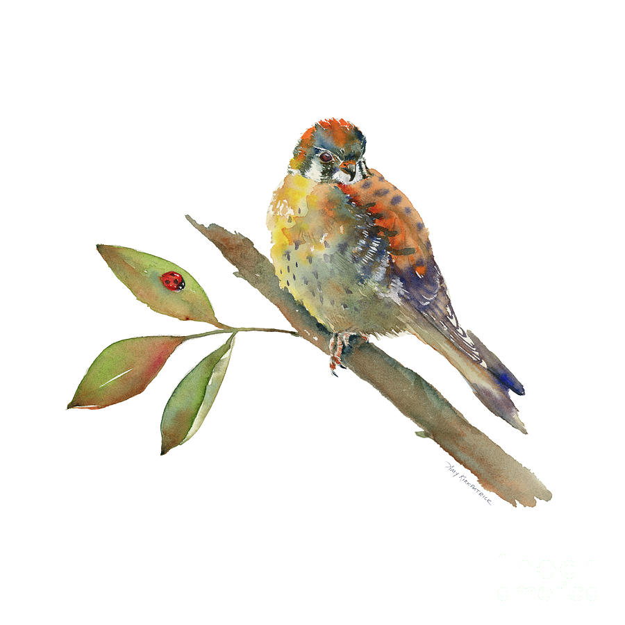 American Kestral - Bird Painting by Amy Kirkpatrick