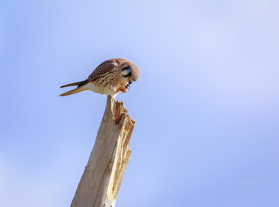 American Kestral Dining on An Insect Photograph by Alice Schlesier
