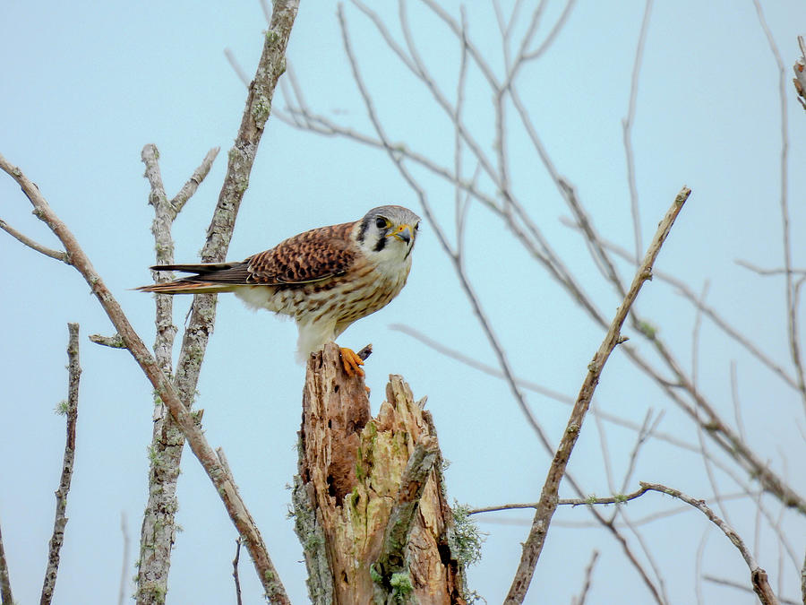 American kestrel at T. M. Goodwin Waterfowl Management Area in Florida ...