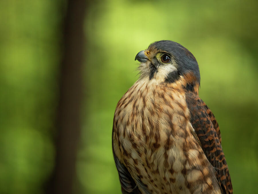 American Kestrel Photograph by Dodie Ross American Kestrel Photograph by Dodie Ross