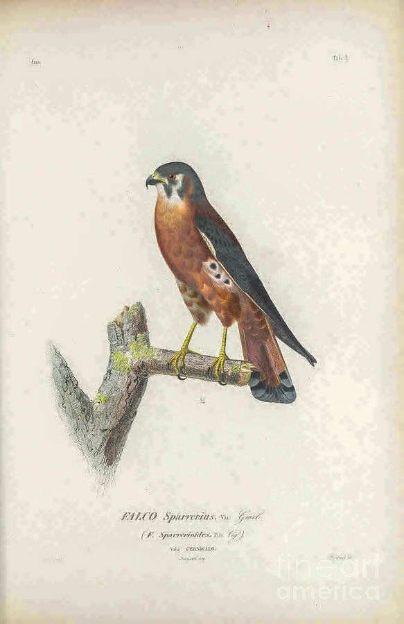 American kestrel Falco sparverius t1 Photograph by Historic illustrations