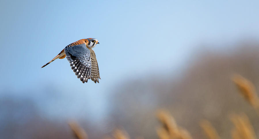 American Kestrel Falcon Against Blue Sky in Brooklyn, NY. Photograph by Vicki Jauron, Babylon and Beyond Photography