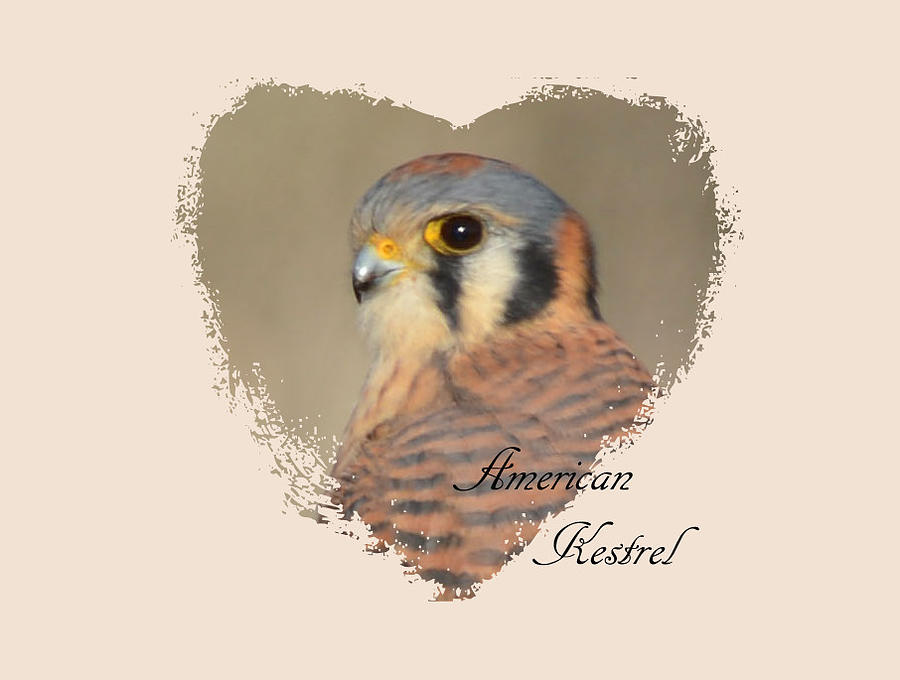 American Kestrel -Heart Photograph by Whispering Peaks Photography