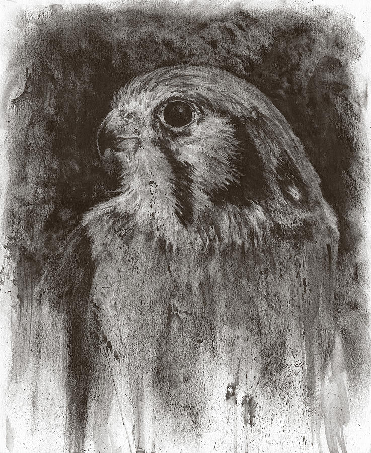 American Kestrel Drawing by Michelle Garlock