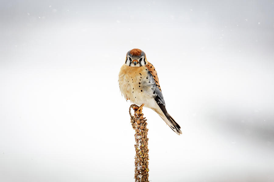 American Kestrel Weathers a Snowstorm Photograph by Tony Hake