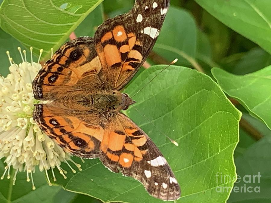 American lady Butterfly 2 Photograph by Catherine Wilson