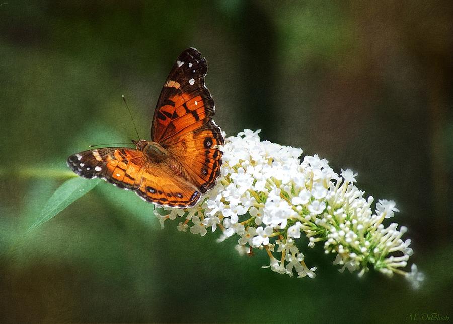 Butterfly Photograph - American Lady Butterfly by Marilyn DeBlock