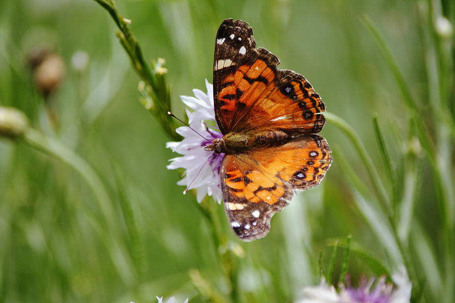 American Lady Butterfly On Bachelor Button Flower Photograph